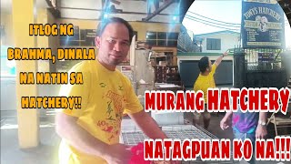 MURANG PAPISAAN NG MGA ITLOG/PAG PAPAPISA NG ITLOG NG BRAHMA