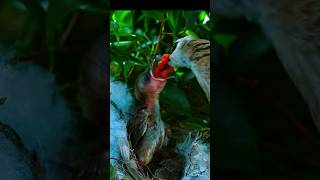 Nature's Love: Watch a Mother Bird Nourish Her Young #trendingshorts #naturelive #shortsfeed