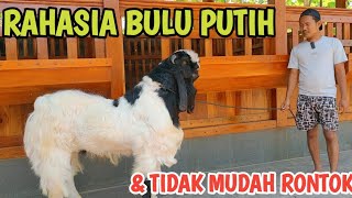 MOMOK PETERNAK ETAWA ITU DI BULU❓