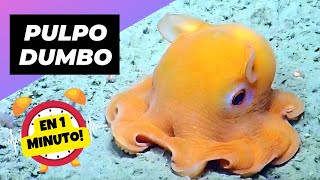 Pulpo Dumbo 🐙 La Criatura Marina Más Adorable! | 1 Minuto Animal