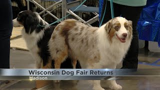 Wisconsin Dog Fair features more than 100 breeds at the Alliant Energy Center