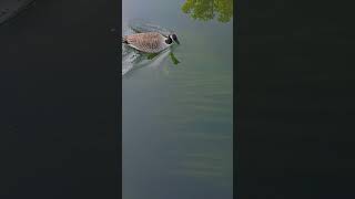 Cute Goslings Swimming Up River with Mom and Dad