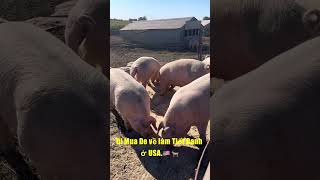 Di Mua De về làm Tiết Canh ở USA.🇺🇸 🐐#de #goat #pig #farm #usa #nebraska #meat #food