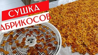 СУШКА АБРИКОСОВ В Электрической Сушилке