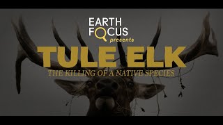 Tule Elk: The Killing of a Native Species (Preview) | Earth Focus Presents S5