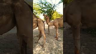 Male camel checking for mating. #viralshort #yshorts #trending