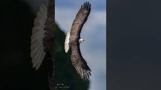 BALD EAGLE BANKING