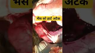 भैंस का पोस्ट मॉर्टम।। Heart attack in Buffalo