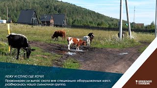 Лежу и сплю где хочу! Правомерен ли выпас скота вне специально оборудованных мест, разбиралась наша