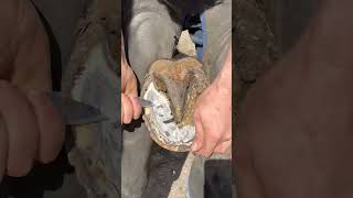 Cleaning out a horse sole (hoof trimming) #horse #farrier #shorts