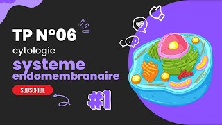 TP N° 06 : Système endomembranaires partie 1 (résumé)