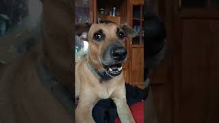 Our dog wants to eat #youtubeshorts #dog #viral #viralvideo #viralshort #viralshorts