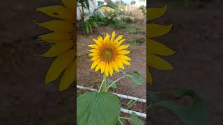 Beautiful Sunflower...