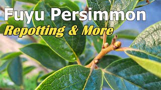 How to Correctly Transplant Big Persimmon Tree | Fuyu Persimmon Repotting | Transplant Shock 盆栽柿子树