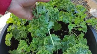 How & when to harvest kale so plant keeps growing more leaves. Harvesting kale  | MattMagnusson.com