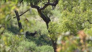 chital stag