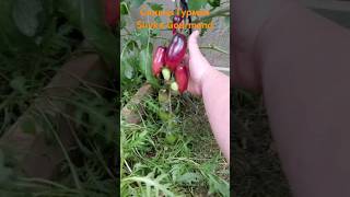 "Slivka Gourmand"Сливка Гурман" #tomato