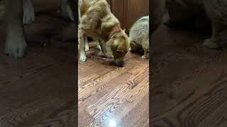 Dogs eating popcorn #shorts #goldenretriever #pomeranian