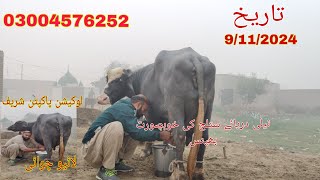 Neeli daryae satluj ki top jhoti for sale Okara Animal TV 9/11/2024 /03004576252