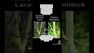 Poison plant lookalikes tiktok by rose_under_cyresses