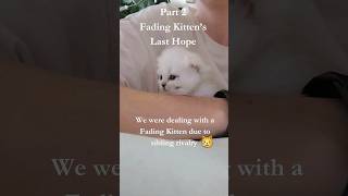 Part 2: Fading Kitten's Last Hope #babyanimals #top10 #viral