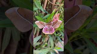 Beautiful (and huge) moth in Madagascar