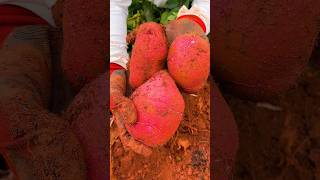 Sweet potatoes harvest fresh from farmer #fresh #agriculture #potato