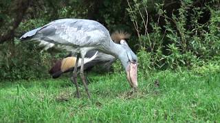 Shoebill stork Balaeniceps rex gathers nesting material, Uganda Wildlife Education Centre, Entebbe.