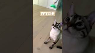 cat playing fetch!