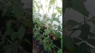 Sayuran kacang panjang media daun kering pohon sawo