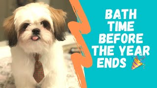 Bath Time | 6 Months old Shih Tzu Puppy