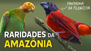 8 RARIDADES da AMAZÔNIA | AVES FANTASMAS da FLORESTA!