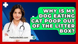 Why Is My Dog Eating Cat Poop Out of the Litter Box? - PetGuide360.com