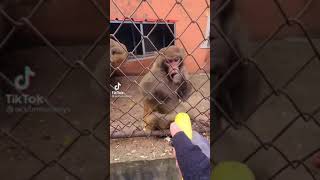 Chimp totally destroys banana video‼️😂