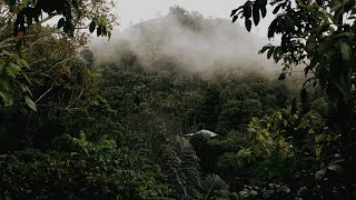 1 HOUR Gentle FOREST RAIN ASMR for Sleeping, Studying or Relaxing