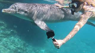 Dolphin Academy, Curacao - Snorkeling with dolphins