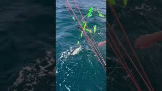 #fishing #tuna #tunafish #fish #fishingvideo #mahi #bass #tunafishing #bait #fishingvideo #fyp