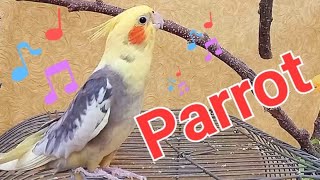 #Корелла Funny Male Cockatiel singing #HappyMaleCockatiel #Parrot #CockatielParrot #MaleCockatiel