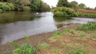 River Roch meets the River Irwell at Whitefield 16/09/2023