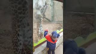 РЕАКЦИЯ ЛЕОПАРДА НА РЕБЕНКА #shorts #short #shortvideo #animals