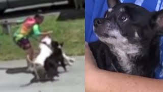 Pit Bulls tied to several attacks causing terror in the neighborhood