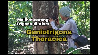 Sarang kelulut / Trigona Thoracica di Alam | Geniotrigona Thoracica | Stingless Bee