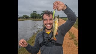 Pescaria Frenética de tricks (Piranha, Traíra e Saicanga) no Pantanal