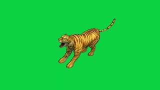 attacking tiger animated cartoon motion graphics green screen copyright free video