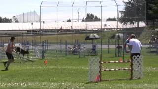 Canadian Agility Championships 2012 Susan Garrett & Swagger Standard