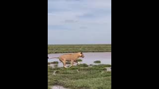 Playful  sub adults  male Lions