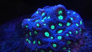 Rostatos Reef July 27 2018