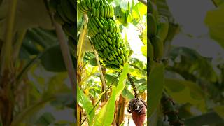 Part-3 wholesale Price Banana Tree sale K.G.F Telugu #shoes #YoutuShopsy