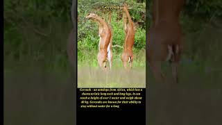 Discover the Fascinating Gerenuk Antelope: Africa's Graceful Long-Necked Wonders