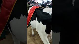 #pdfa #champion #breeding #animals #cow #viral ##shortvideo #shorts